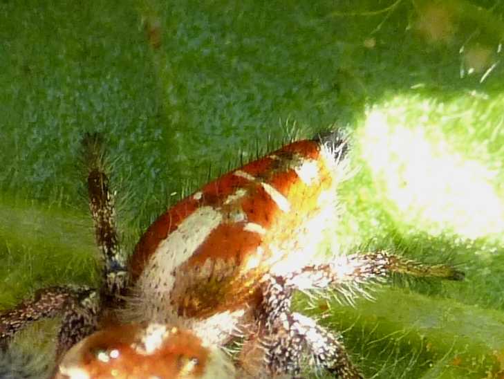 Thyene imperialis - S. Teresa Gallura (OT)